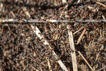 A background of red ants awakening in spring on the anthill