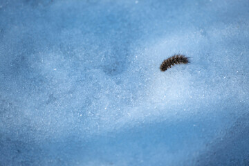 Small fuzzy brown caterpillar on old snow in late winter