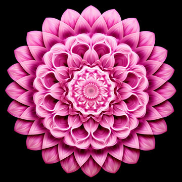 pink dahlia flower wallpaper