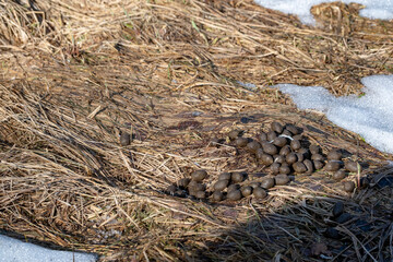 Deer droppings in the forest on the grass.