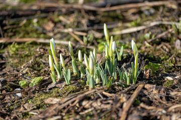 Closeup of white snowdrop flowers. First spring flowers of snowdrops