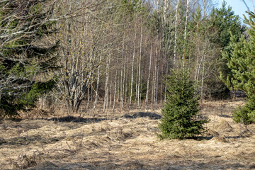 small graceful spruce tree in forest meadow