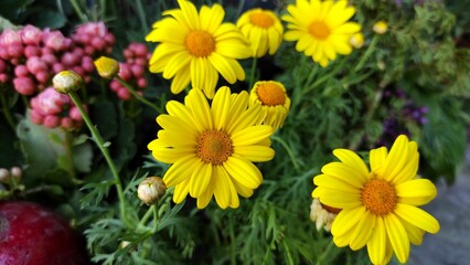 Daisy margeurite yellow flowers in the garden