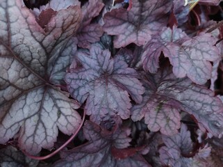 Heuchera 'Shanghai'
