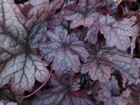 Heuchera 'Shanghai'