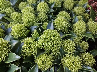 Skimmia japonica 'White Dwarf'