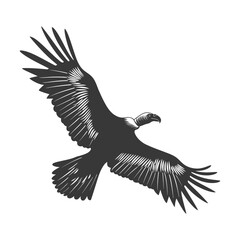 Obraz premium Silhouette vulture bird animal fly black color only