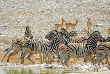 Fototapeta na wymiar Dazzle of Zebra at a waterhole