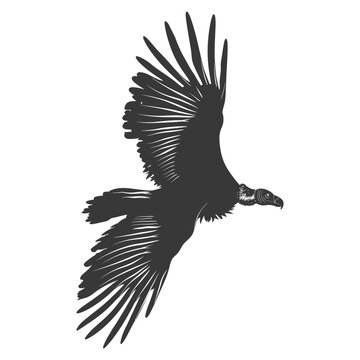 Soaring Vultures clip art preview
