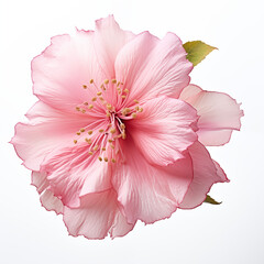 Pink jasmine  flower isolated on white background