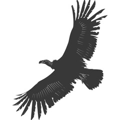 Obraz premium Silhouette vulture bird animal fly black color only