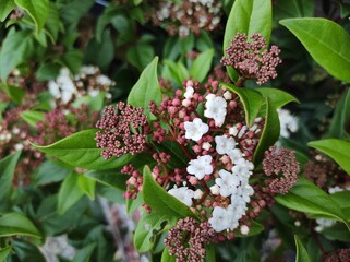 Viburnum tinus 'Spirit'