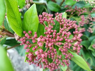 Viburnum tinus 'Gwenllian'