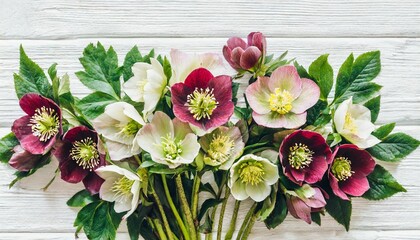flower hellebore bouquet isolated on white background flat lay top view - obrazy, fototapety, plakaty