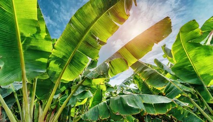 tropical banana leaf green nature background - obrazy, fototapety, plakaty