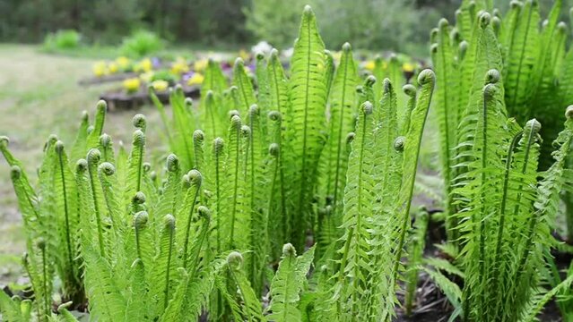 Green fern