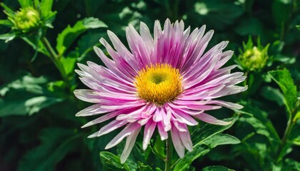 single aster