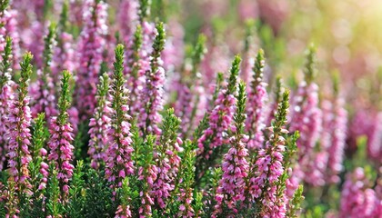 many stems of blossoming heather with pink flowers