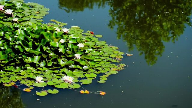 Nymphaea nouchali, often known by its synonym Nymphaea stellata, or by common names blue lotus, star lotus, red and blue water lily, blue star water or manel flower is water lily of genus Nymphaea.