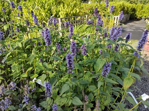 Agastache 'Blackadder'