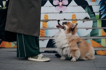 Urban life style with pet. Welsh corgi Pembroke fluffy on a walk with female owner and posing next...