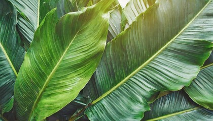 tropical leaves background texture nature concept