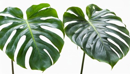 monstera jungle plant isolated