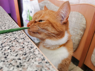A red cat with a white breast sniffs a green onion stalk and squints his eyes