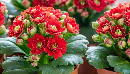 small bouquets of red kalanchoe flowers close up
