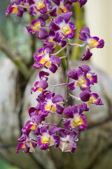 closeup of Dendrobium  Burana, Purple and yellow colour, Mahe, Seychelles     