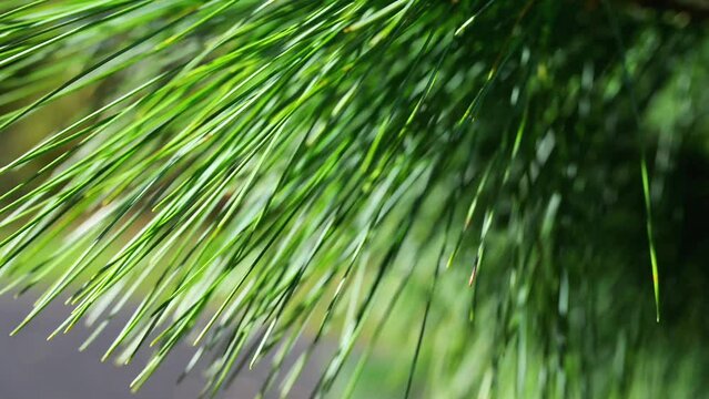 Pine is any conifer tree in the genus Pinus