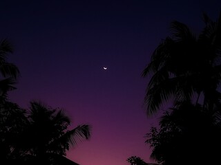 Moon with tree shadows