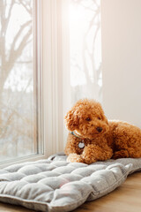 A small ginger poodle lying on the floor near the big window with bright daylight. Front view