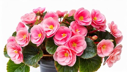 begonia pink flowers in a pot isolated on white background flat lay top view