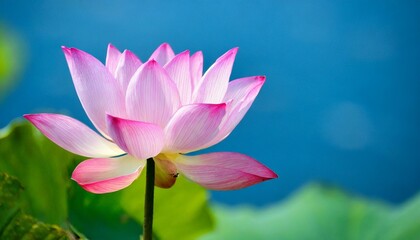 pink lotus flower on blue background