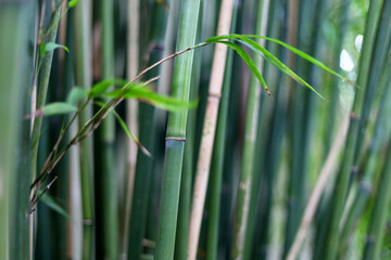 Young bamboo thickets close up, nature background