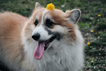 Charming red fluffy Welsh corgi Pembroke is like a fox. A purebred happy dog in a green clearing...