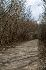 path in the forest