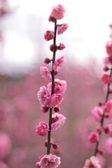Fototapeta premium 春の訪れ 梅の花 日本の花