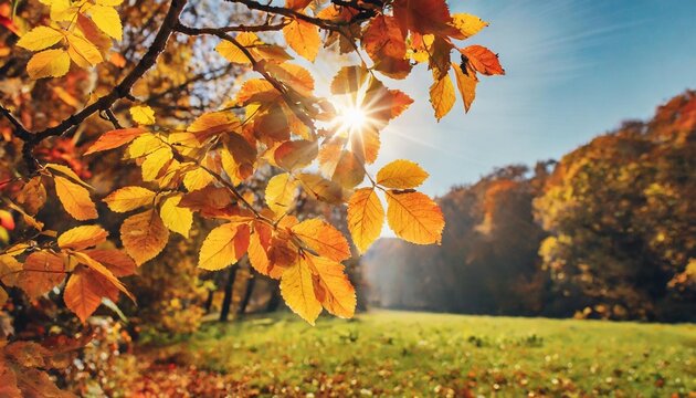 beautiful autumn leaves tree branches illuminated by the sun s rays