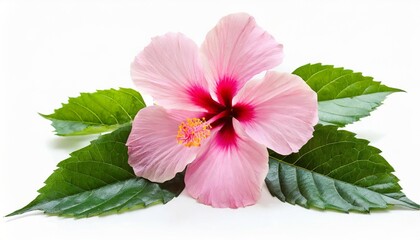 pink hibiscus flowers isolated and leaves