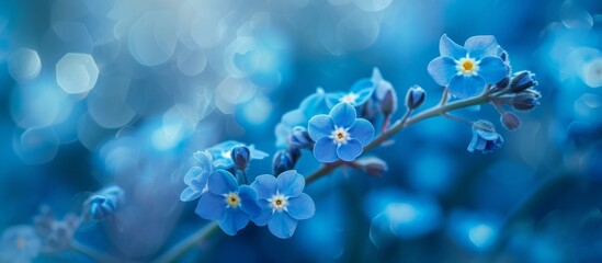 Beautiful blue flowers wallpapers for stunning wallpaper backgrounds in various designs and patterns