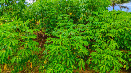 Green and fresh cassava leaves or the Latin name Manihot esculenta