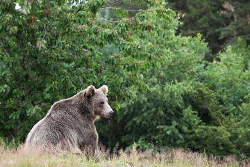 Brown bear in the nature	