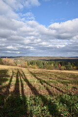 Fototapeta na wymiar A field of oats in autumn, Sainte-Apolline, Québec, Canada