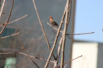 A House Finch, a different species than the common sparrow. A pair was found in a tree at a busy rail station.