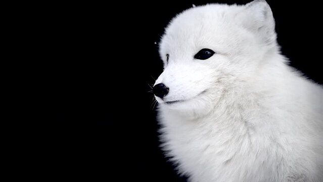 Close up of white fox with blue eyes, polar fox or artic fox in snow