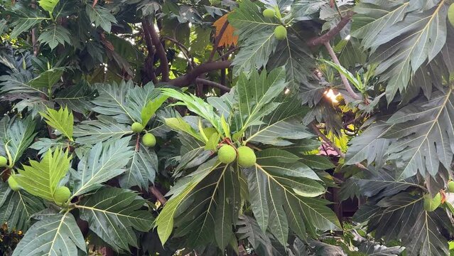 Fresh breadfruit on the tree