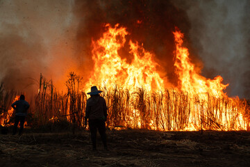 Human burning of forests leads to global warming and climate change.