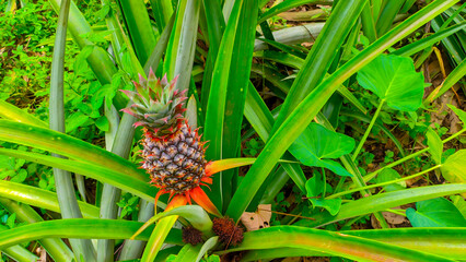 Natural fresh green pineapple fruit plant in the garden